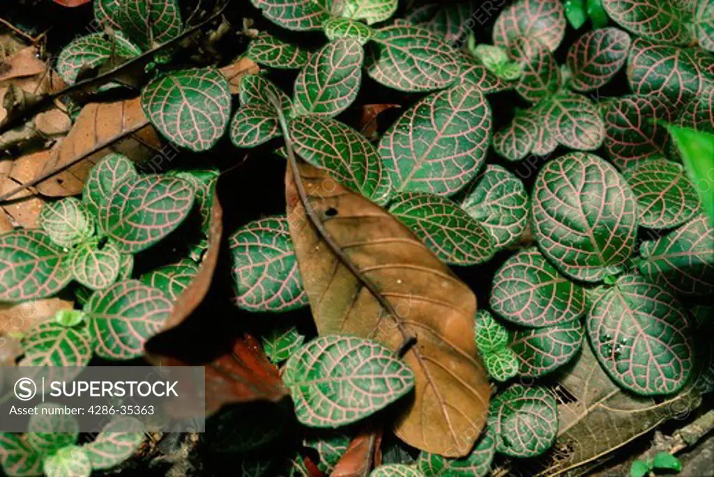 Fittonia sp., family Acanthaceae, trailing plant on floor of rainforest in Loreto Departamento , Amazon region, Peru, South America