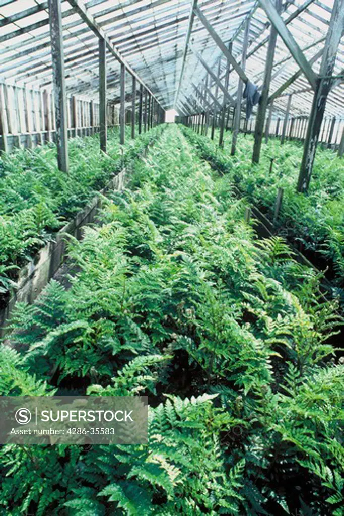 Indoor shot of a greenhouse with large amounts of plants being grown in rows.