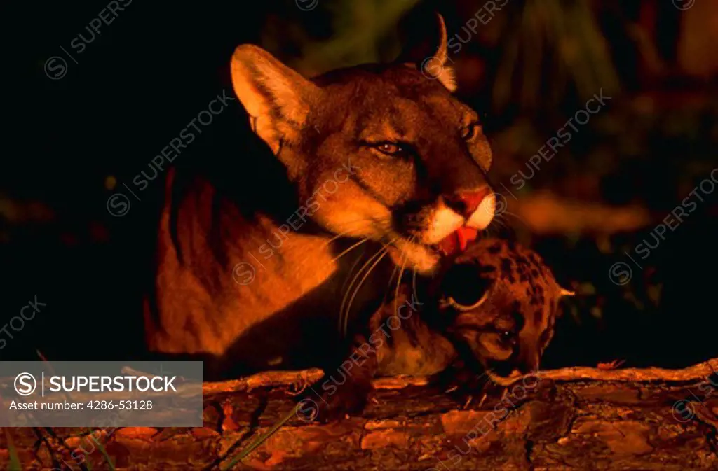 Florida panther licking her cub.  Felis concolor coryi.