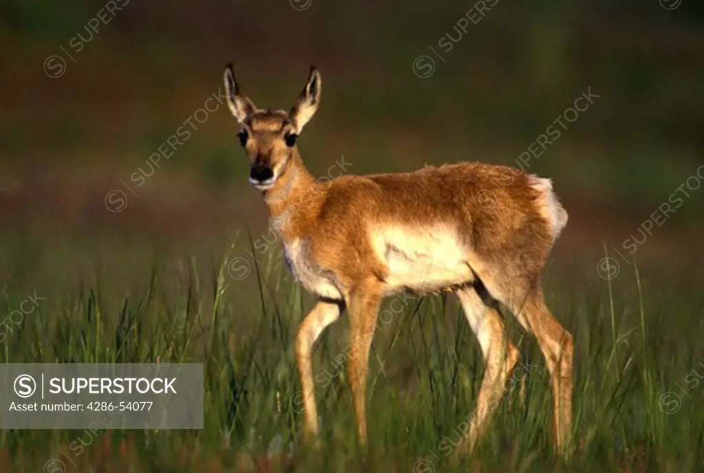 YOUNG PRONGHORN FAWN