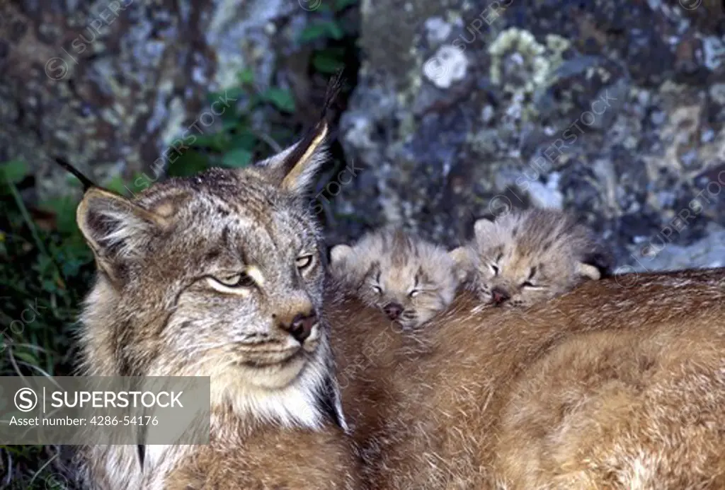 LYNX MOTHER & SLEEPING  KITTENS 