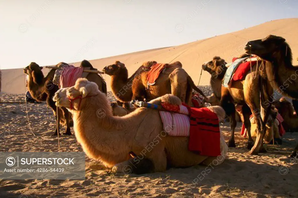 Camels on Goli Desert, Dunhuang, China.