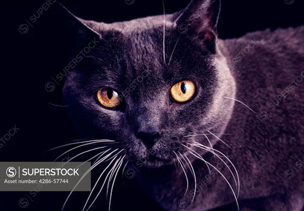 Close-up shot of a dark, greyish-black cat with white whiskers and dark yellow eyes.