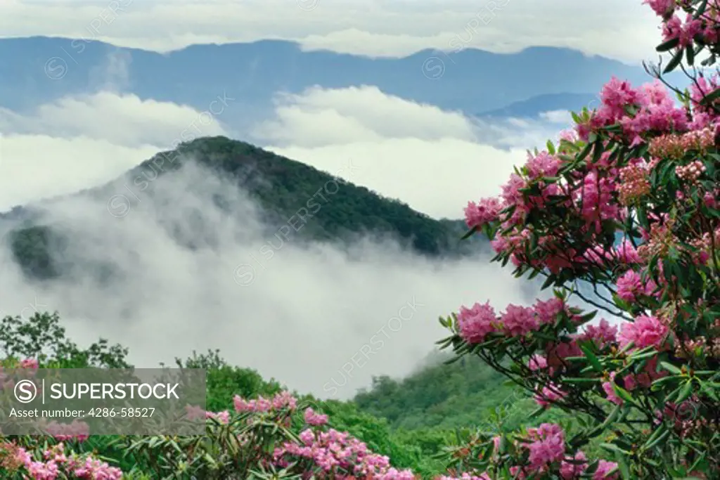 Blue Ridge in the Smokey Mountains shrouded in clouds, rhododendron flowers in foreground.