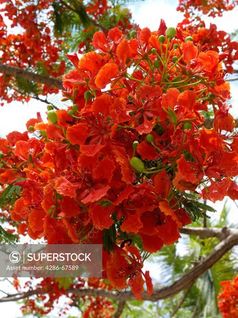 Thailand flame tree or Flamboyant (Delonix regia, Syn .: Poinciana regia Bojer ex Hook.)