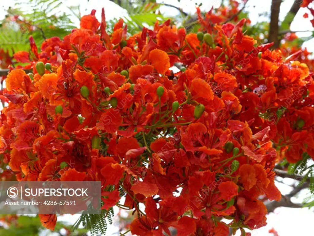 Thailand flame tree or Flamboyant (Delonix regia, Syn .: Poinciana regia Bojer ex Hook.)