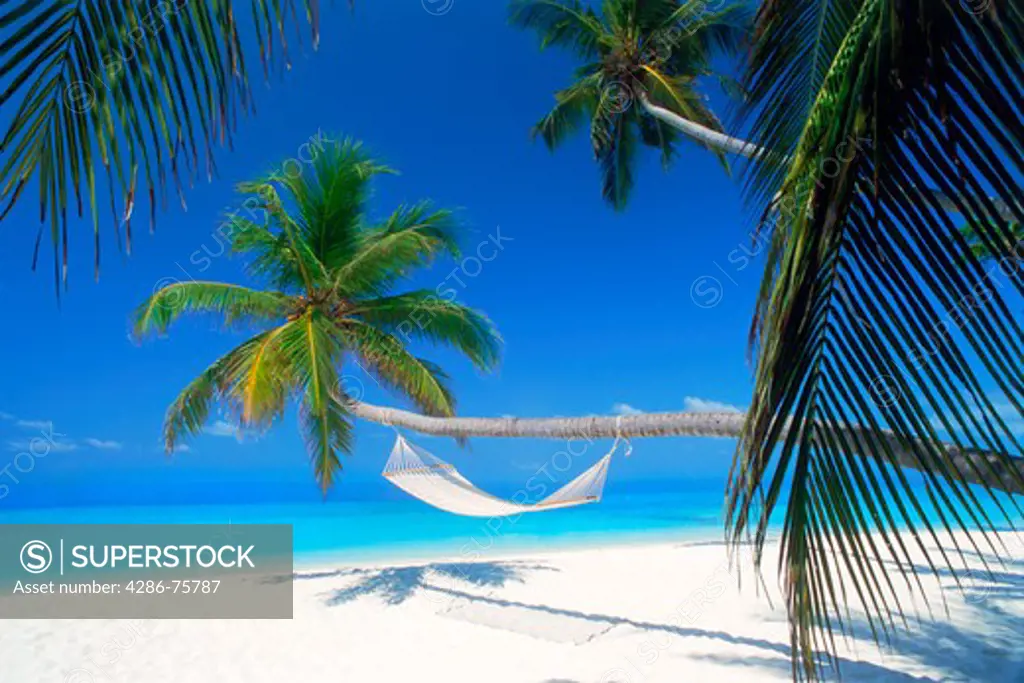 Palm trees with hammock over pure white sandy shores in Maldive Islands