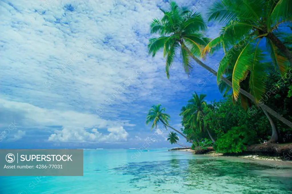 Idyllic scenic travel shot of palm trees over aqua waters and shore in Maldive Islands