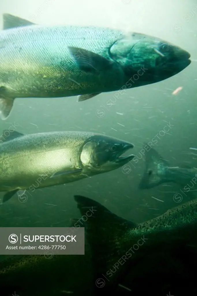 Underwater view of Salmon swimming