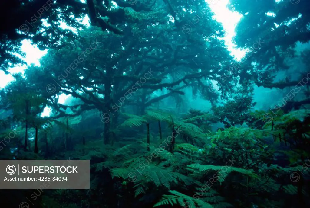 Cloud forest, eastern Andes, Colombia.