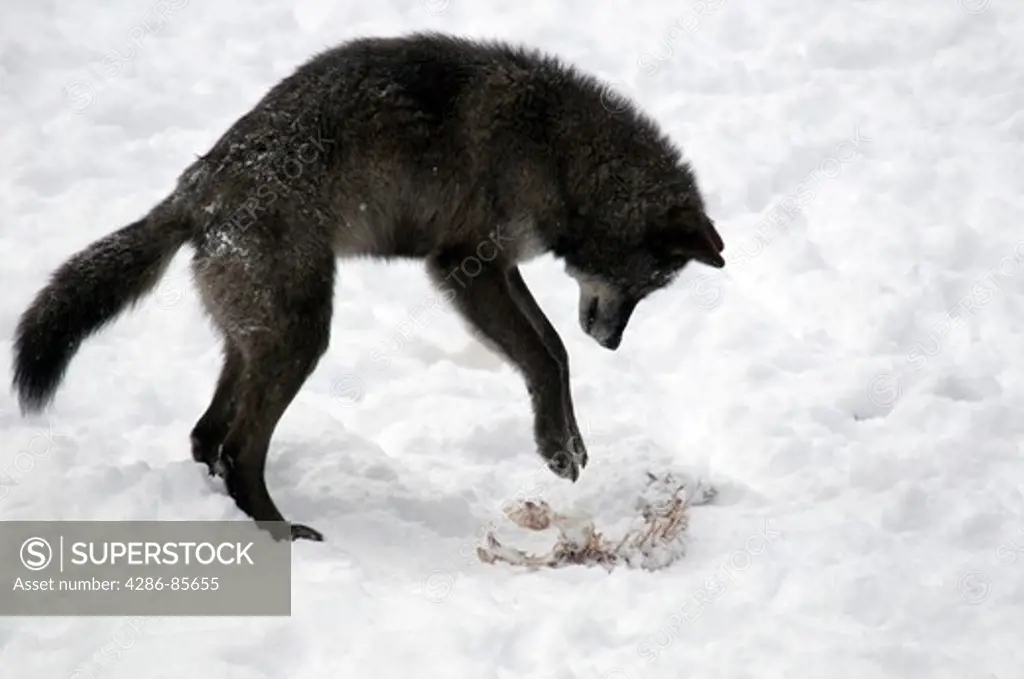 gray wolf-black phase-canis lupus-winter-alaska-2008