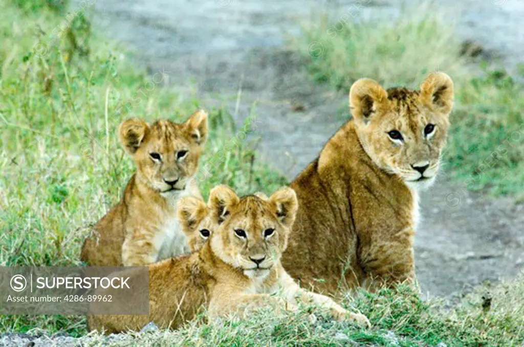 Lion cubs in the Serengeti, Tanzania, Africa