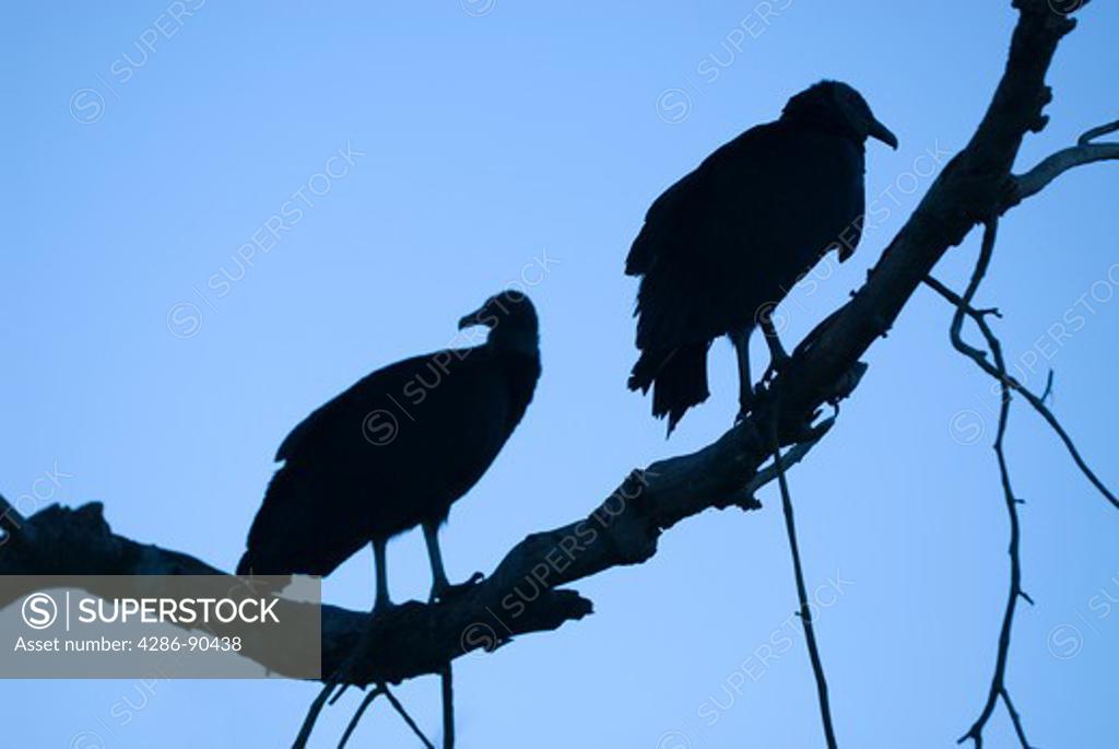 Vultures Everglades  Everglades Holiday Park