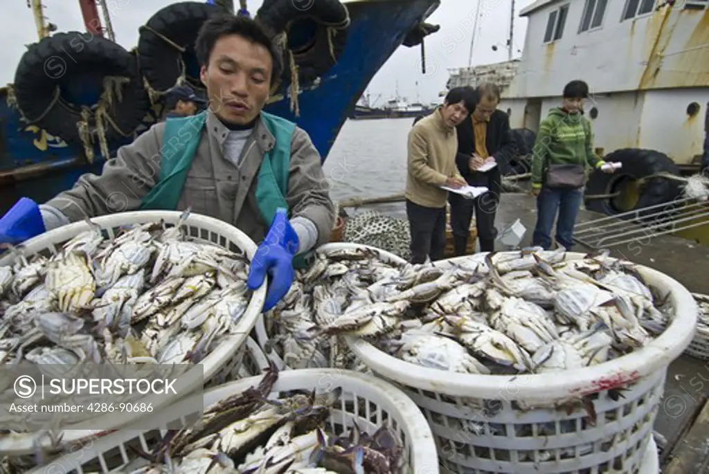 Dockworker unloads fresh crabs at harbor side fish market, Zhoushan City, Zhoushan Archipelago, Zhejiang Province, China