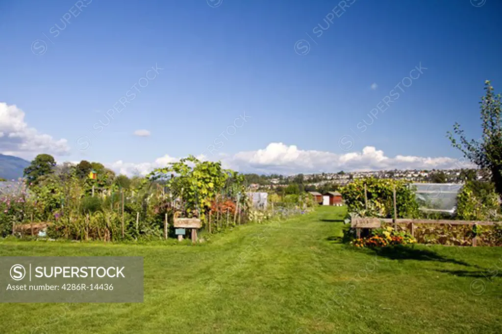 Rows of garden plots at suburban Community Garden, Colony Farm Regional Park, Port Coquitlam, BC, Canada