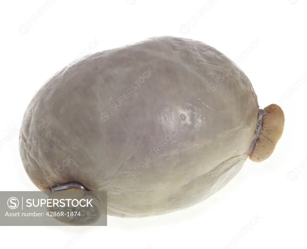 A traditional Scottish haggis, a sheep's stomach stuffed with chopped offal and barley, isolated on white.