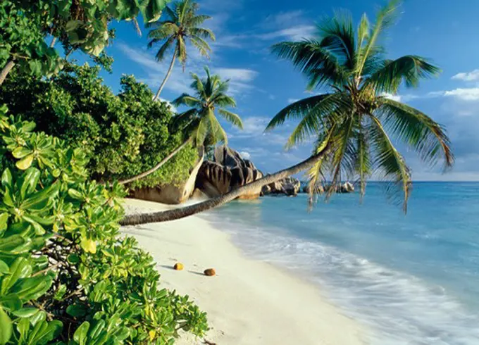 Palm tree growing out over a white sandy beach on La Digue Island, Seychelles.