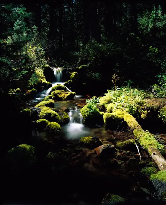 Lush green foilage surrounding running water of Alden Gulch Creek in the Smokey Mountains, Idaho. 