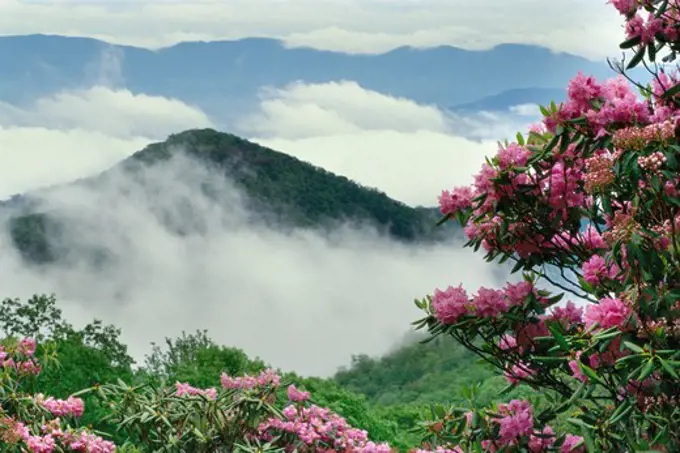 Blue Ridge in the Smokey Mountains shrouded in clouds, rhododendron flowers in foreground.