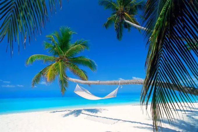 Palm trees with hammock over pure white sandy shores in Maldive Islands