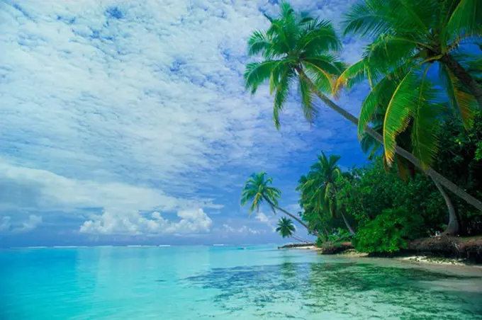 Idyllic scenic travel shot of palm trees over aqua waters and shore in Maldive Islands