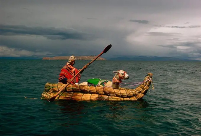 A llama and oarsman on a half-balsa, Lake Titicaca, Peru.