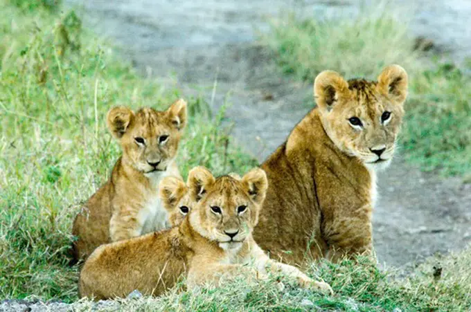 Lion cubs in the Serengeti, Tanzania, Africa