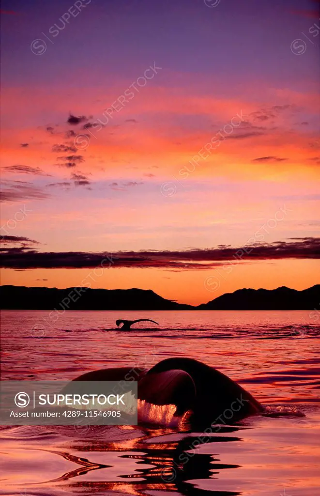 Digital Humpback Whale Tails @ Sunset Se Alaska Scenic Chatham Strait/Ncomposite