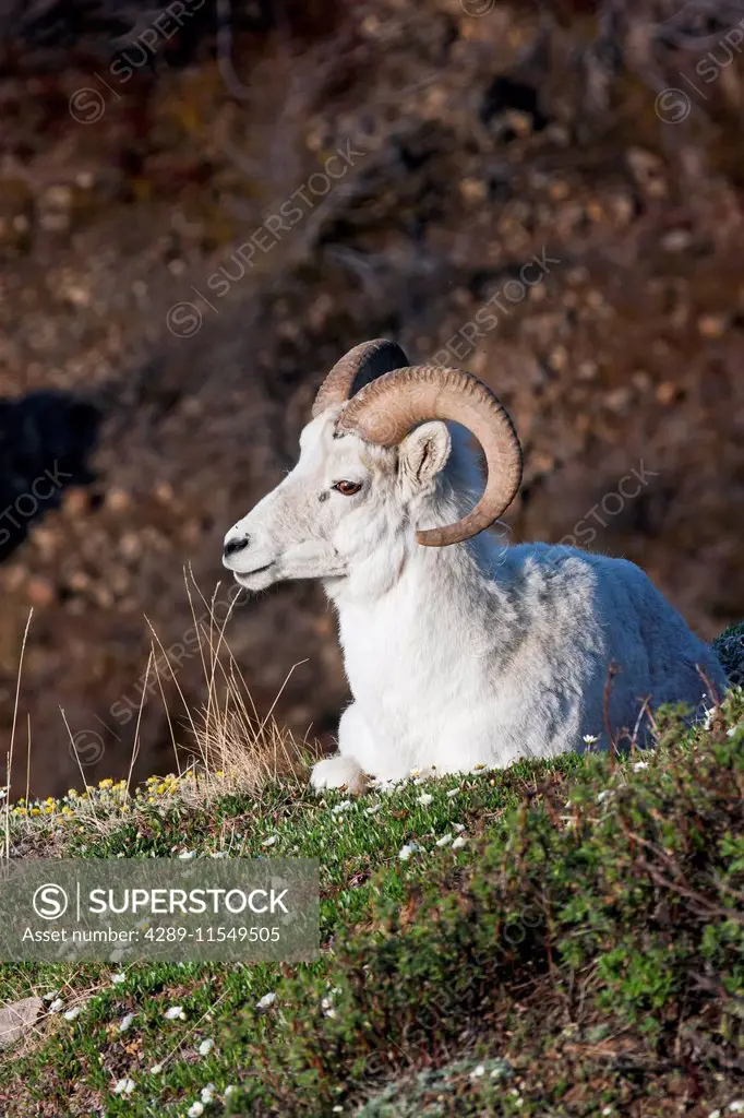 Dall Sheep Ram (Ovis dalli dalli) lying on a hillside in Denali National Park, Interior Alaska