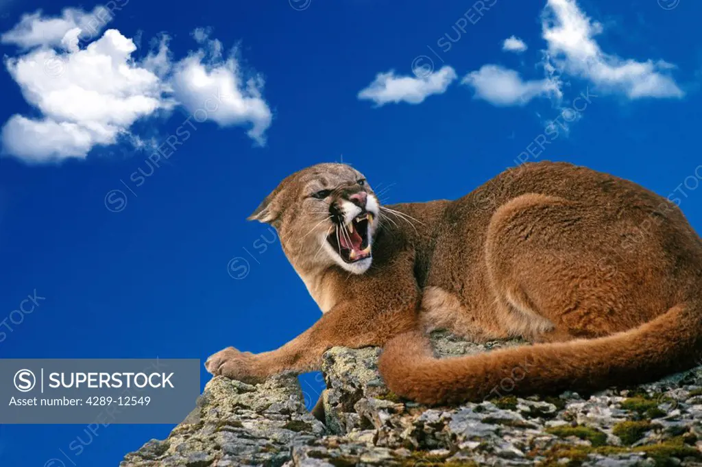 Hissing Cougar sitting on rock