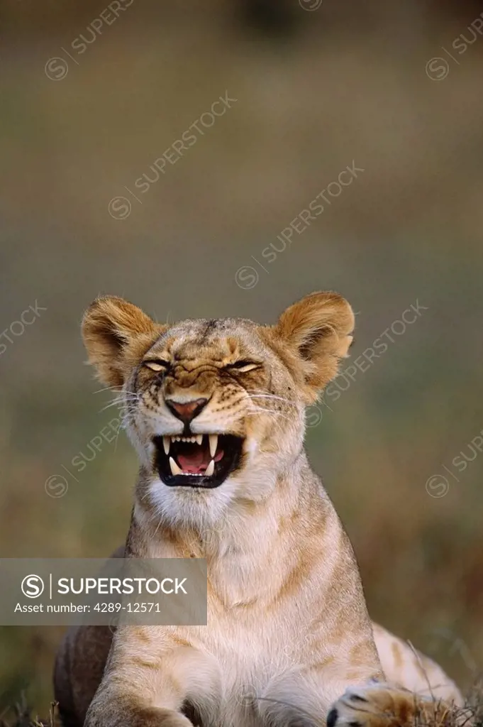 Female Lion laying down Africa