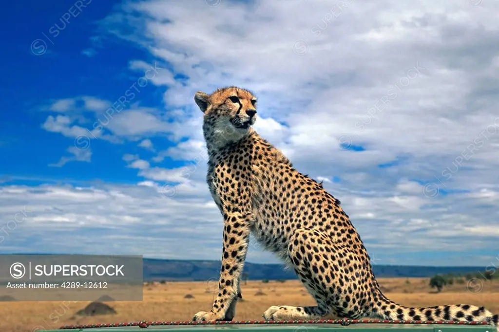 Cheetah sitting on the roof of a vehicle Africa