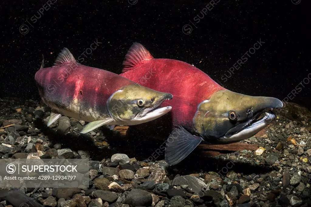 Underwater view of a male sockeye salmon (Oncorhynchus nerka) in Power  Creek near Cordova, Alaska in the summer; Alaska, United States of America  - SuperStock