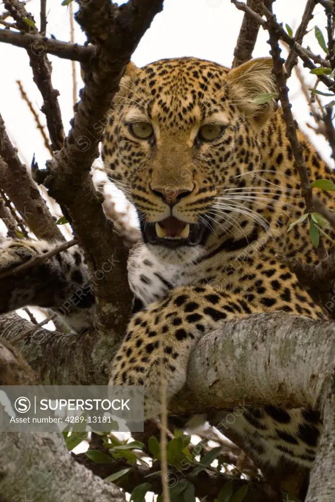 Leopard lays in tree in the Masai Mara National Reserve, Kenya.