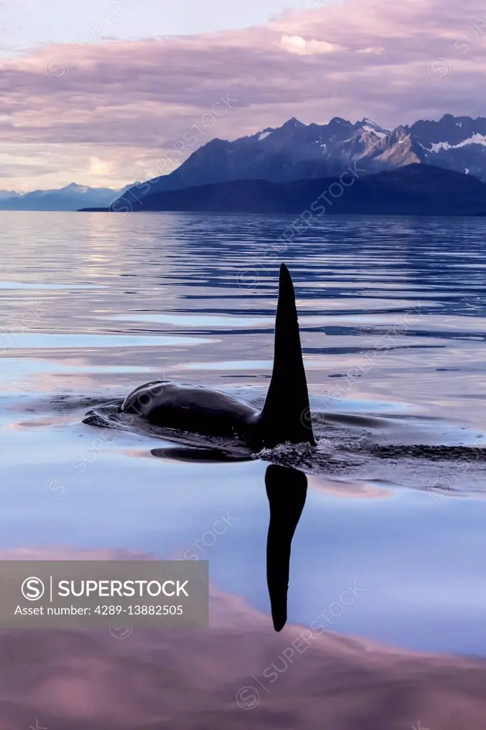 An Orca Whale (Killer Whale) (Orcinus orca) surfaces near Juneau in Lynn Canal, Inside Passage; Alaska, United States of America