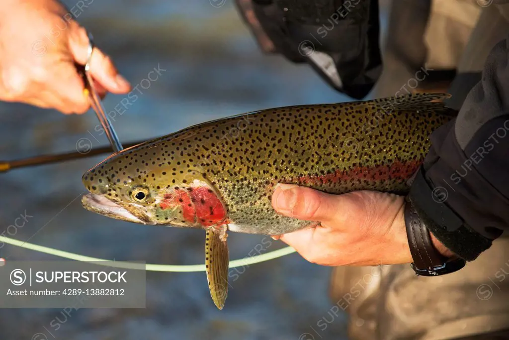 angler removes a fishing hook from the mouth of a Rainbow Trout before  releasing it back into Kvichak River near Iliamna Lake, Bristol Bay region,  Sou - SuperStock