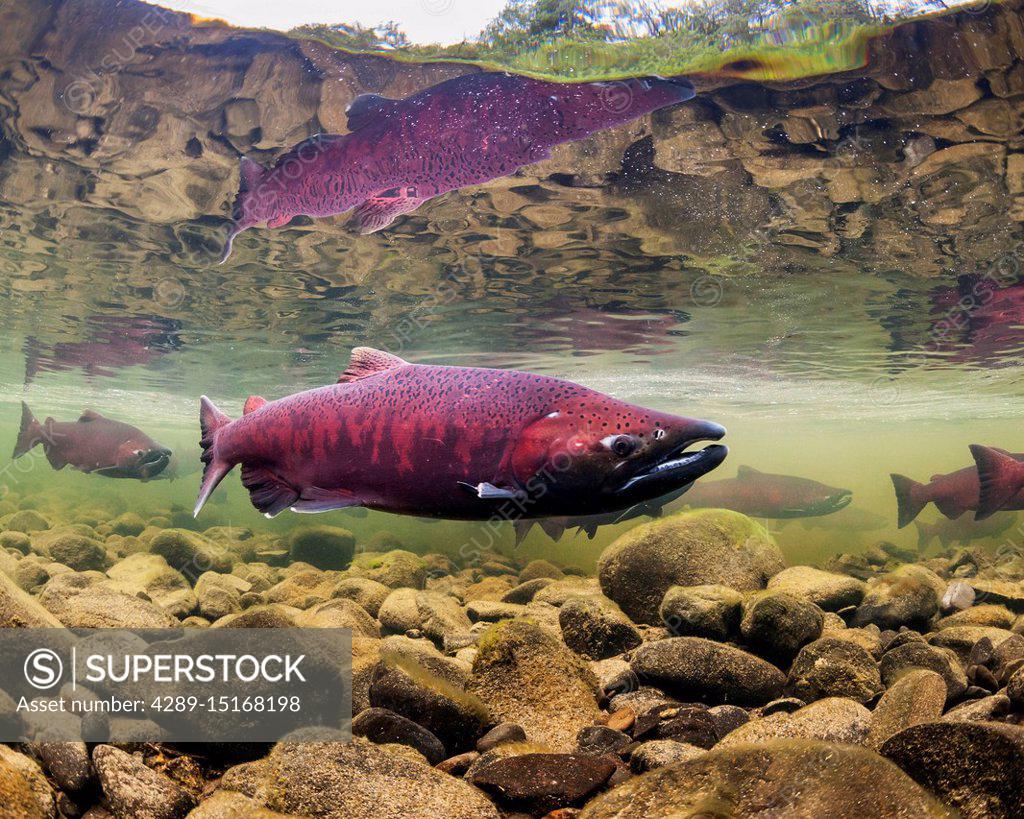 Chinook Salmon, also known as King Salmon (Oncorhynchus tshawytscha ...