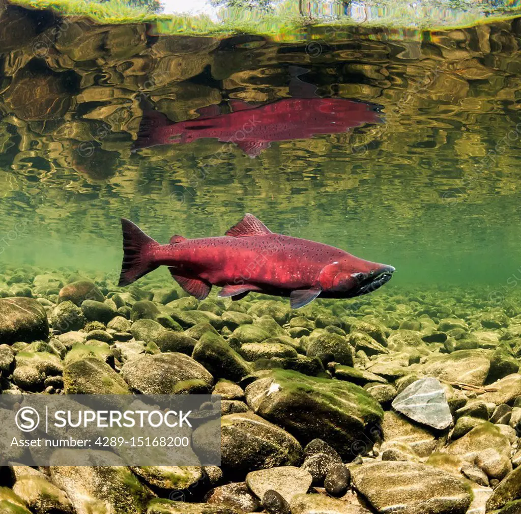 Male Chinook Salmon, also known as King Salmon (Oncorhynchus tshawytscha) prior to spawning in a tributary of the Deshka River in summer; Alaska, Unit...
