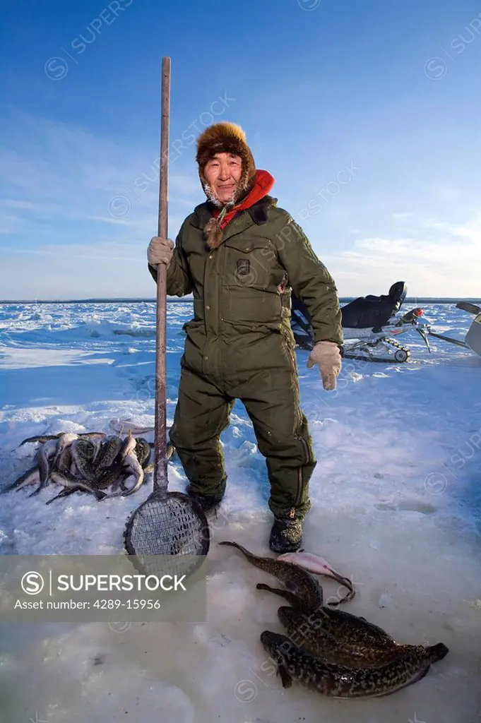 Elder Yupik eskimo man cleans Burbot out of Lush Fish Trap on Kuskokwim River Akiak Alaska Winter