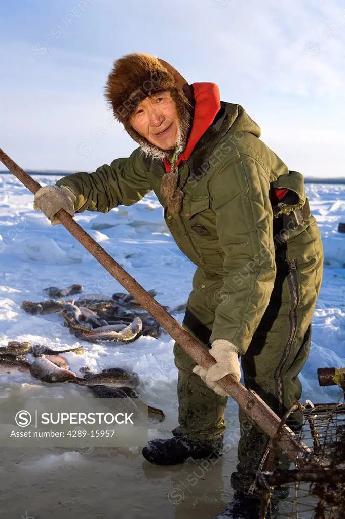 Elder Yupik eskimo man cleans Burbot out of Lush Fish Trap on Kuskokwim River Akiak Alaska Winter