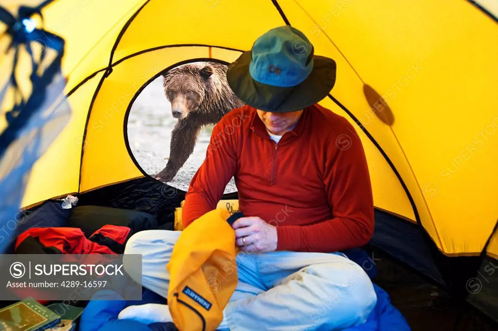 COMPOSITE Grizzly bear looking through tent door with man inside, Alaska COMPOSITE