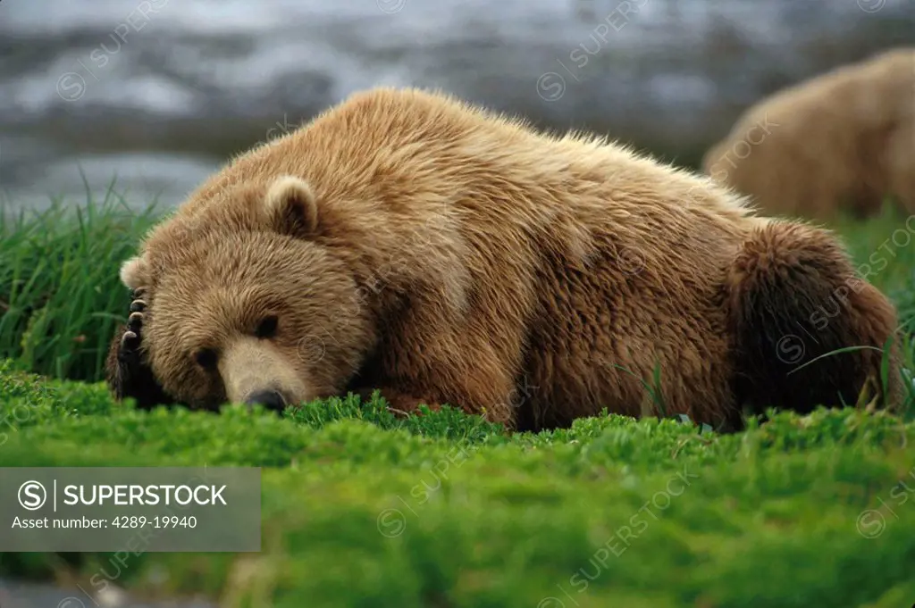 Grizzly Bear lying down McNeil River Southwest AK summer portrait