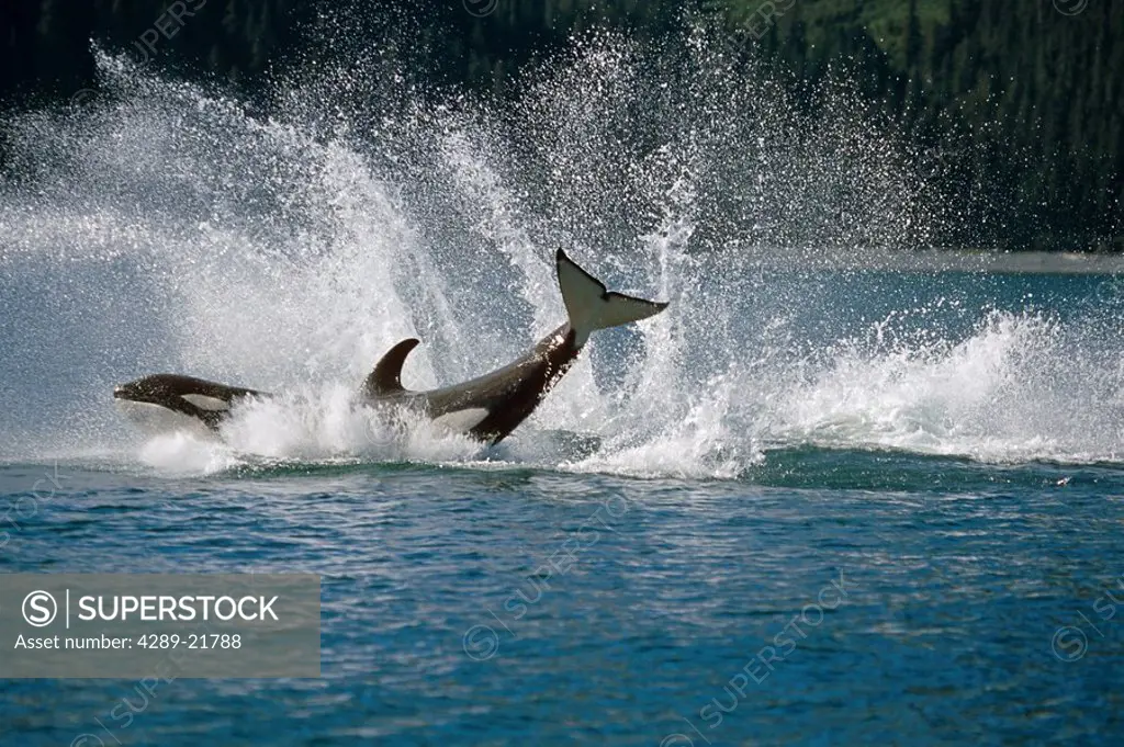 Double Breaching Orcas Bainbridge Passage Prince William Sound Alaska Summer Southcentral