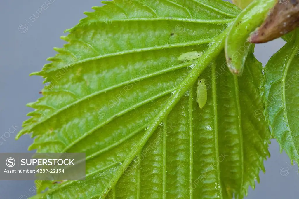 Aphids hiding on the underside of alder leaves, Alaska