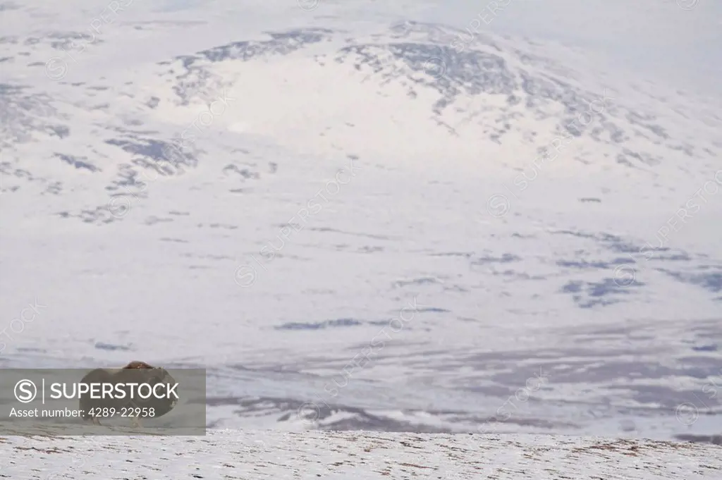 Muskox bull standing broadside on frozen tundra during Winter on the Seward Peninsula near Nome, Arctic Alaska