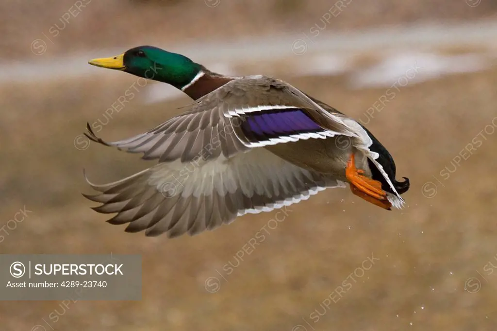 Mallard Drake in flight during Autumn, Anchorage, Alaska