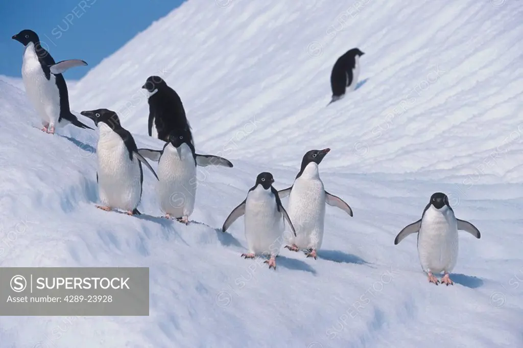 Adelie Penguins walking down iceberg in South Atlantic Antarctica Summer