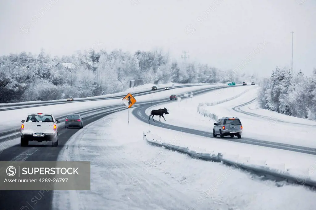 A bull moose crosses the Seward Highway near Huffman Road in Anchorage, Southcentral Alaska, Winter