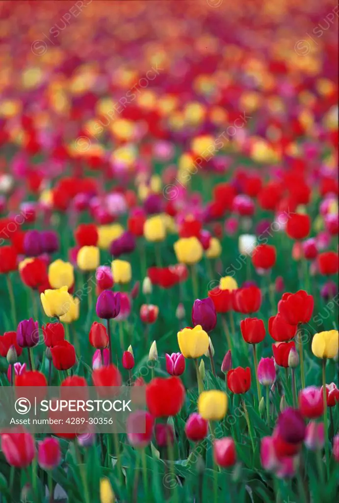 Tulip Fields in Bloom Skagit Valley Mt Vernon Spring WA