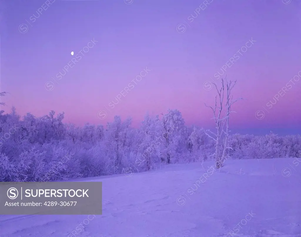 Frost Covered Trees Sunrise Winter w/ Crescent Moon AK